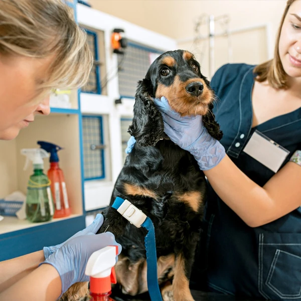 Services for Pets