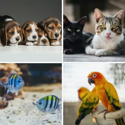Pets