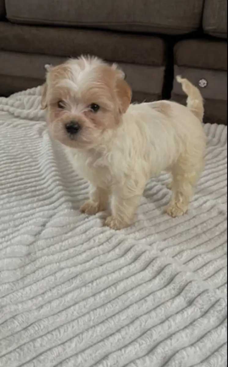 Bichon Puppy