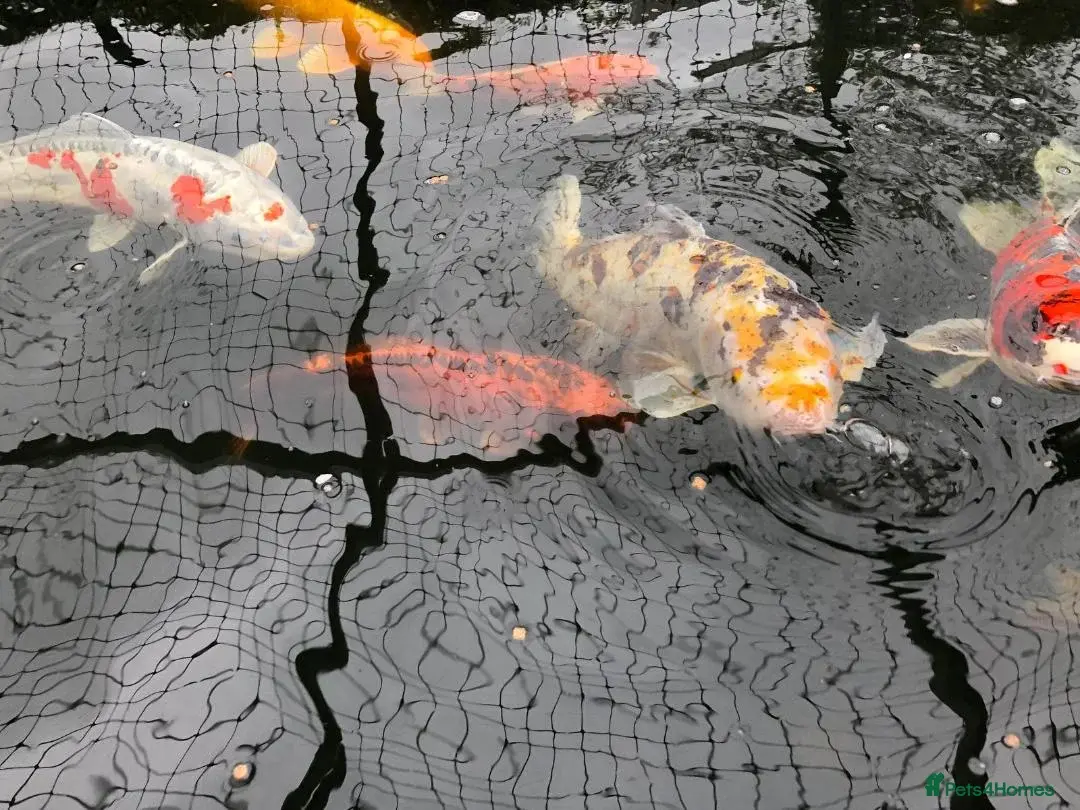 14 Beautiful Koi Fish