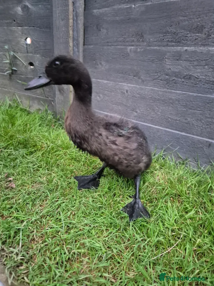 Ducks