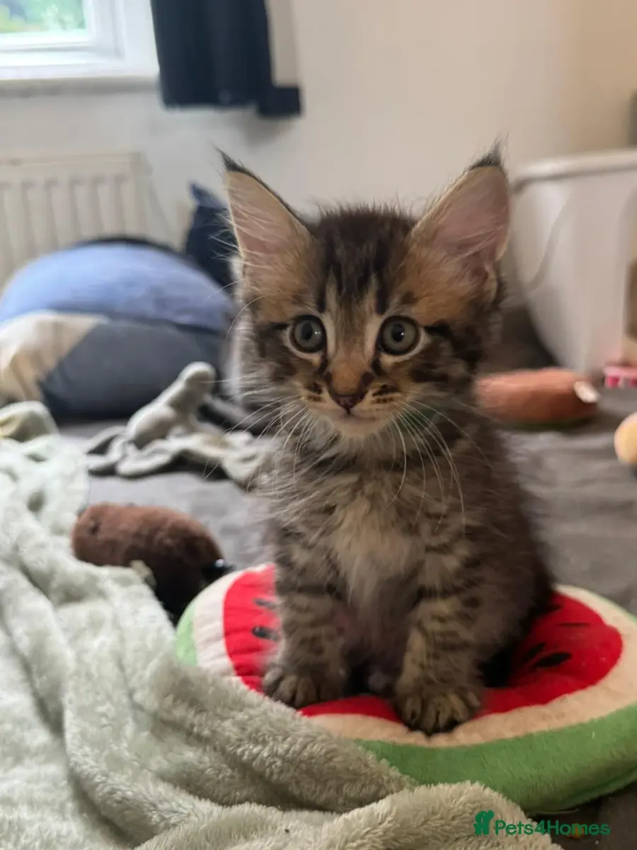 Kittens ready to go to there forever homes