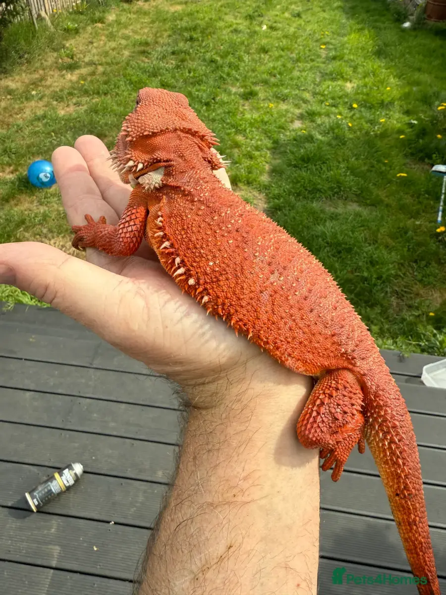 Red monster female