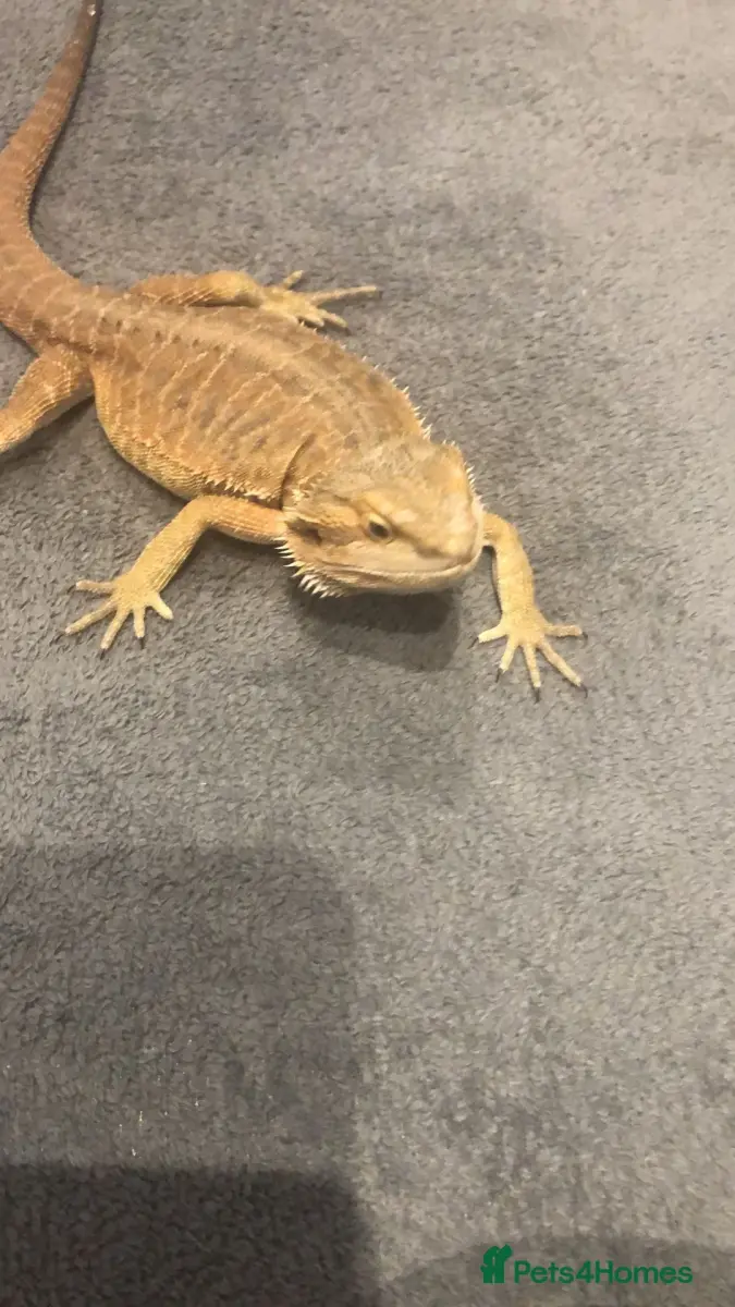 Male bearded dragon