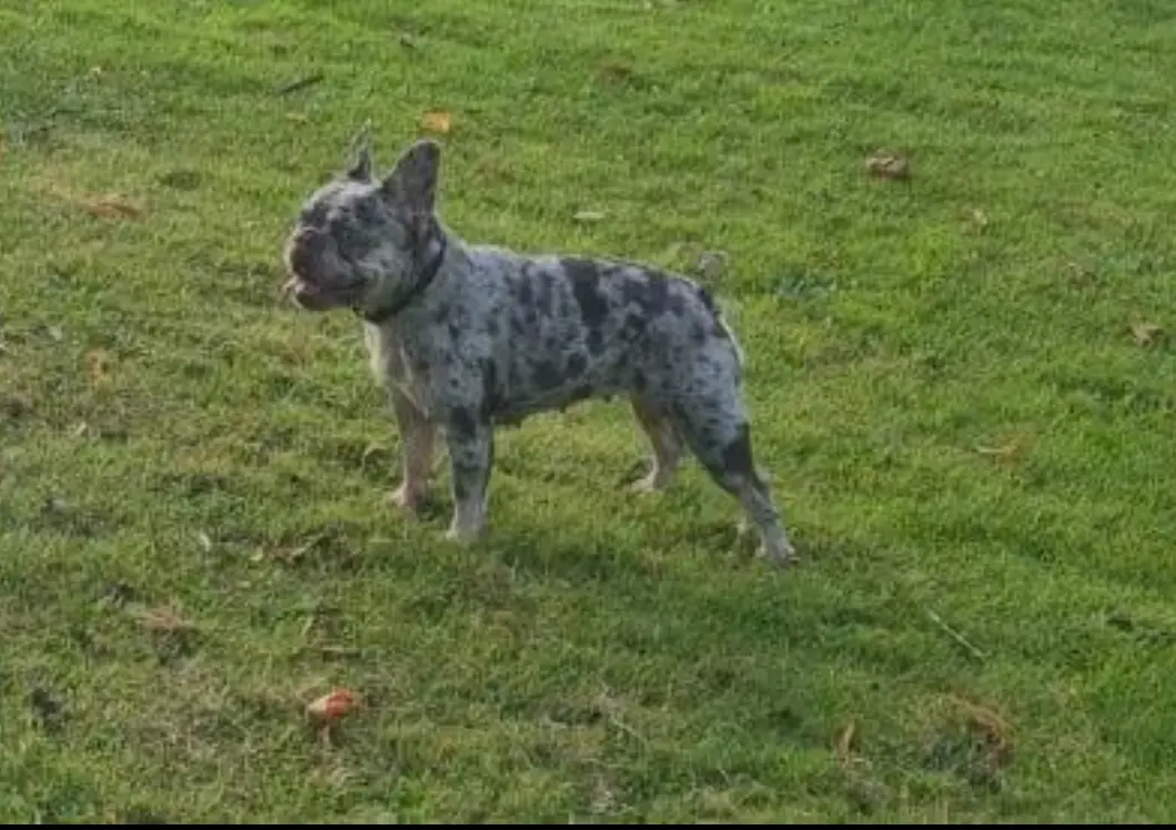 Female 16 month old french bull dog merle