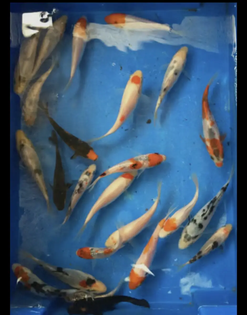 Koi Carp and Goldfish
