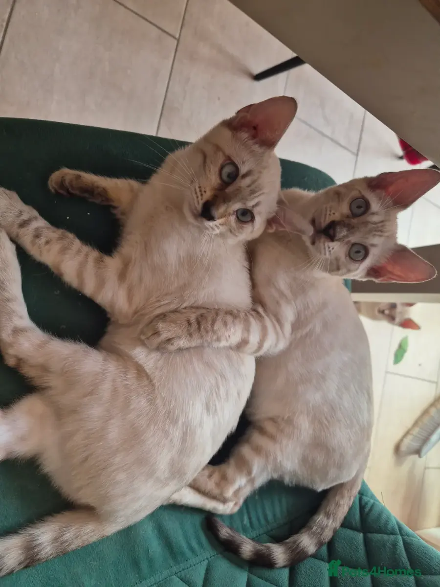 READY😍Snow bengal kitten whit blue eyes 💙