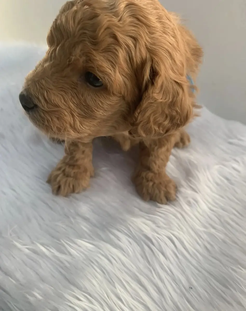 Gorgeous boy cavapoo pup