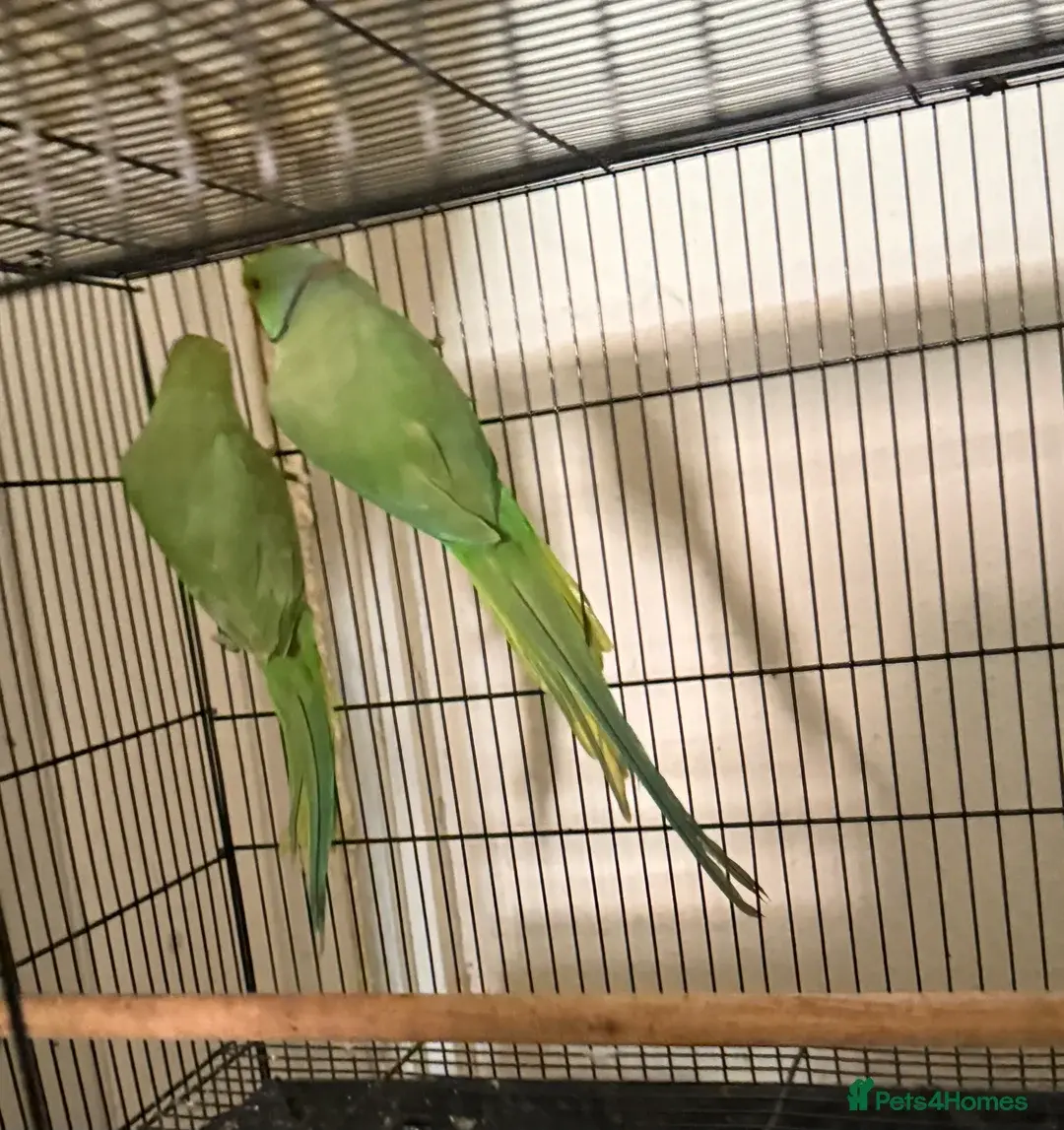 Beautiful Ringneck Breeder