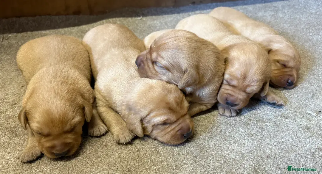 Labrador puppy’s
