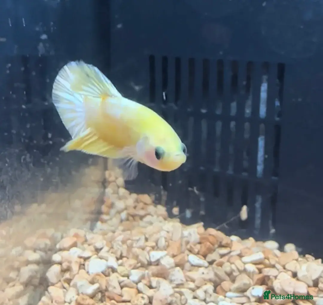 Betta fish seeking homes