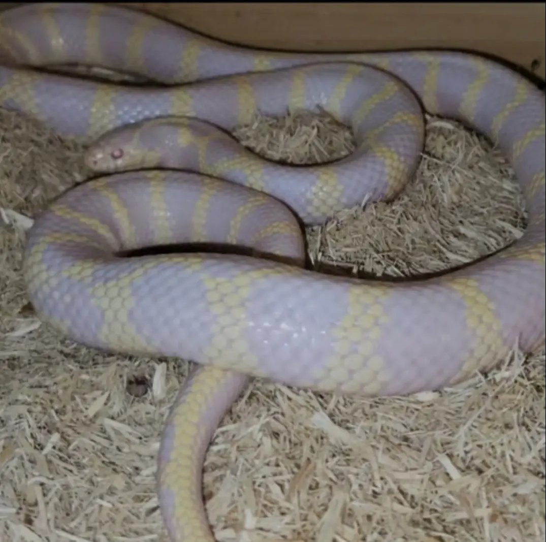 Reptiles for sale