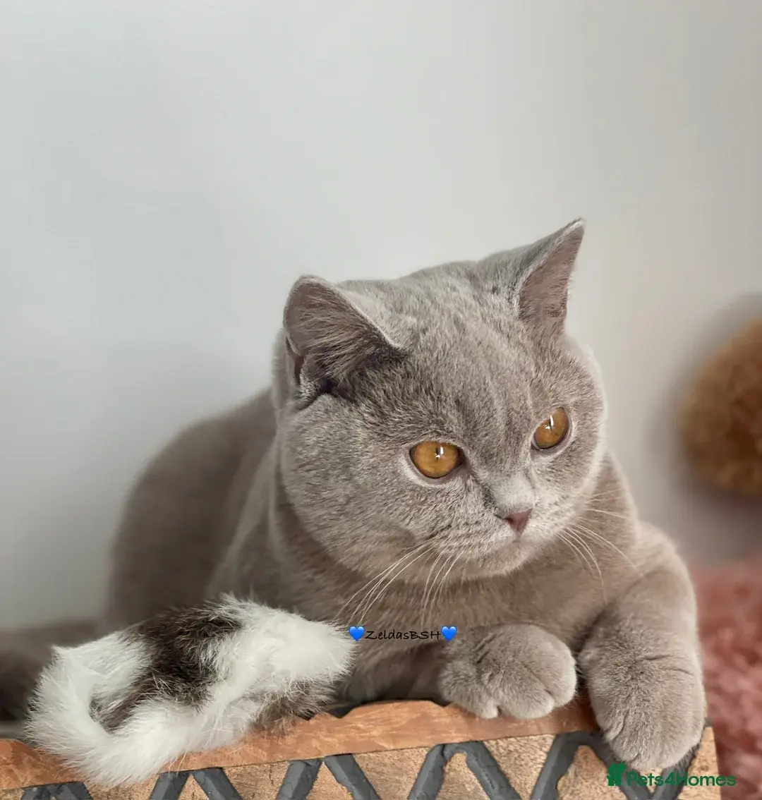 Charming BSH kittens