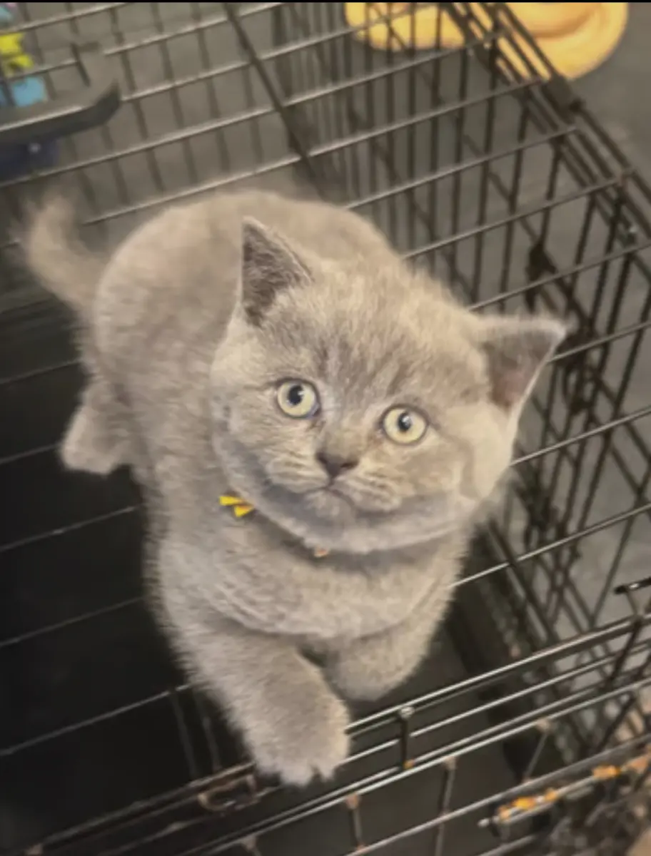 British blue shorthair kittens