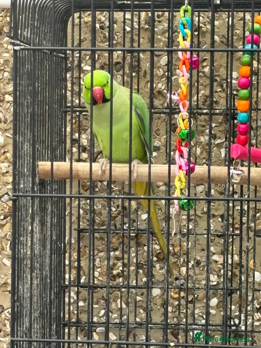 Indian ringneck parrot