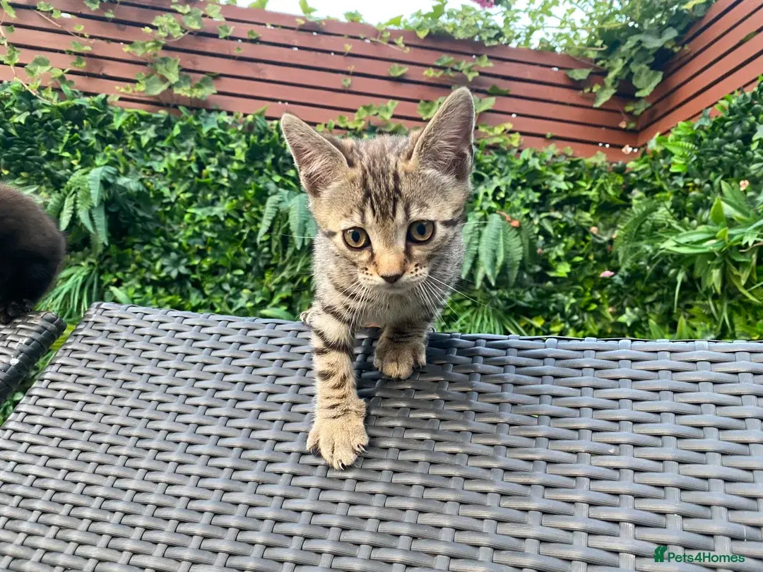 4 Beautifully mixed Bengal and British shorthair