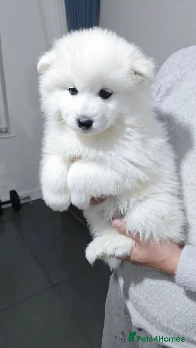 last girl Samoyed Puppies Ready for new home