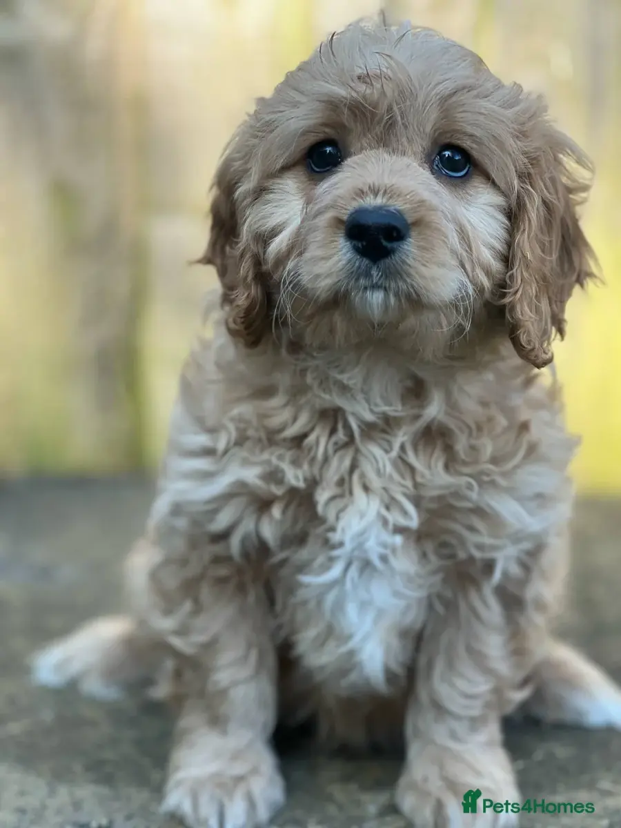 Exceptional F1 Cavapoo Boy