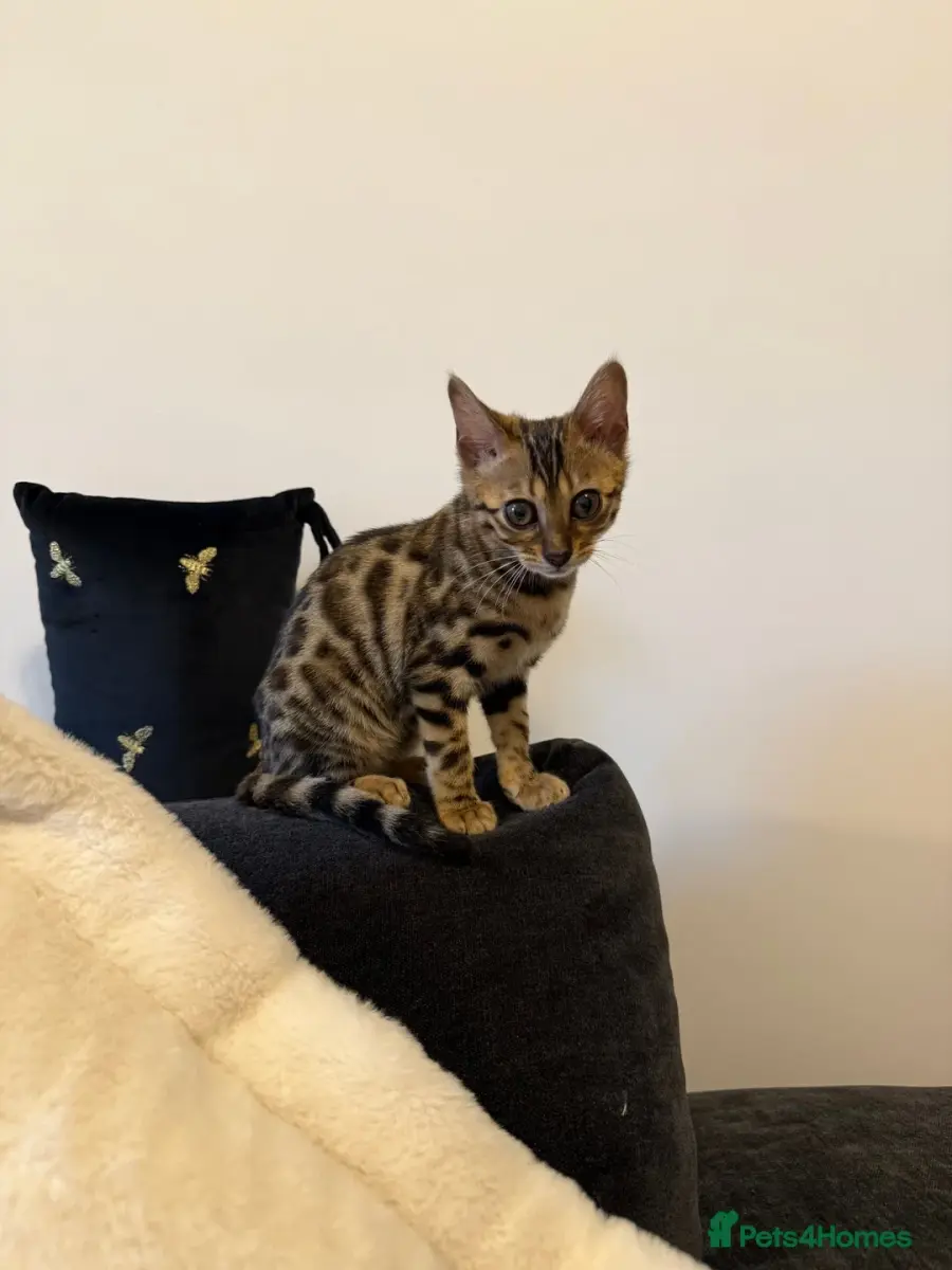Beautiful bengal kitten