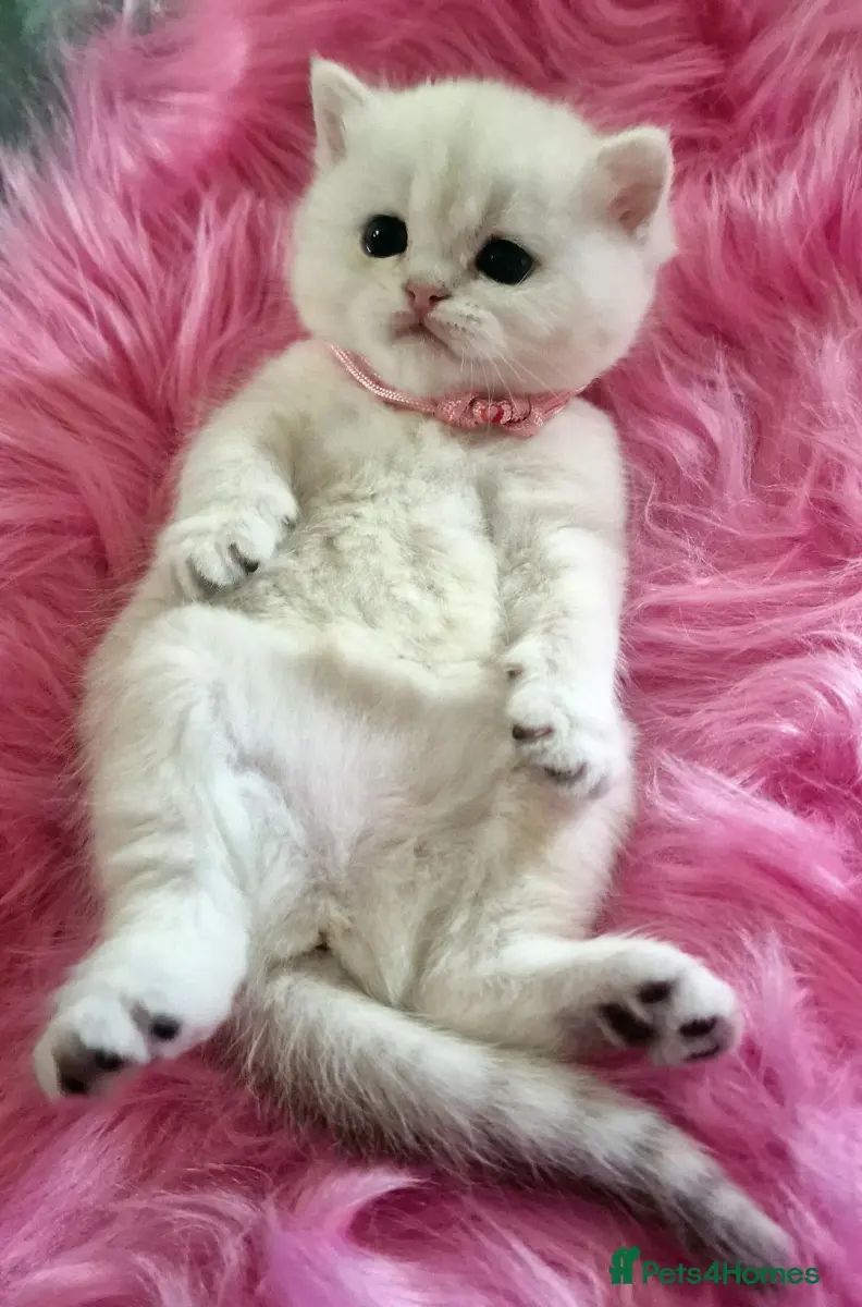 GOLDEN & SILVER BSH TICA KITTENS