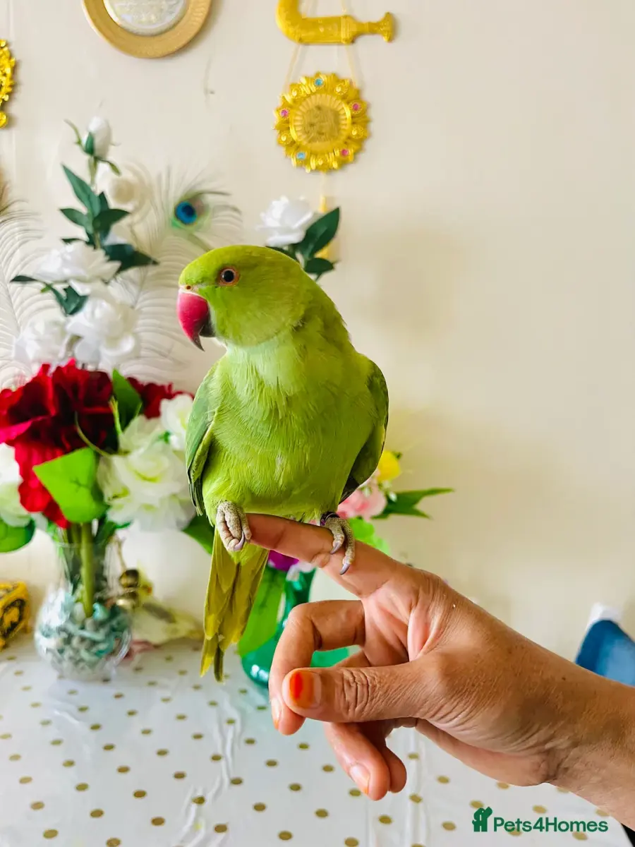 Hand Tamed/Untamed Ringneck/Cockatiles