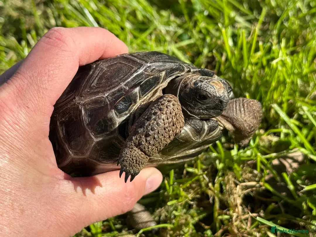 Baby Aldabra tortoise