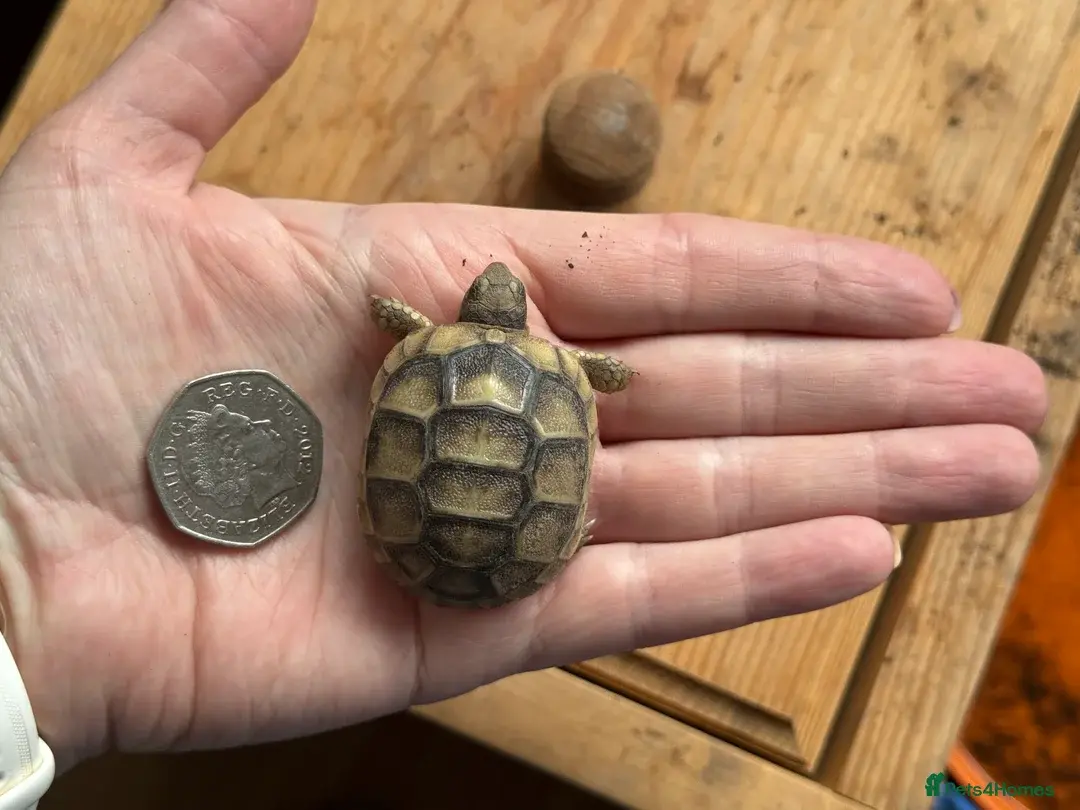 Marginated tortoise hatchlings for sale