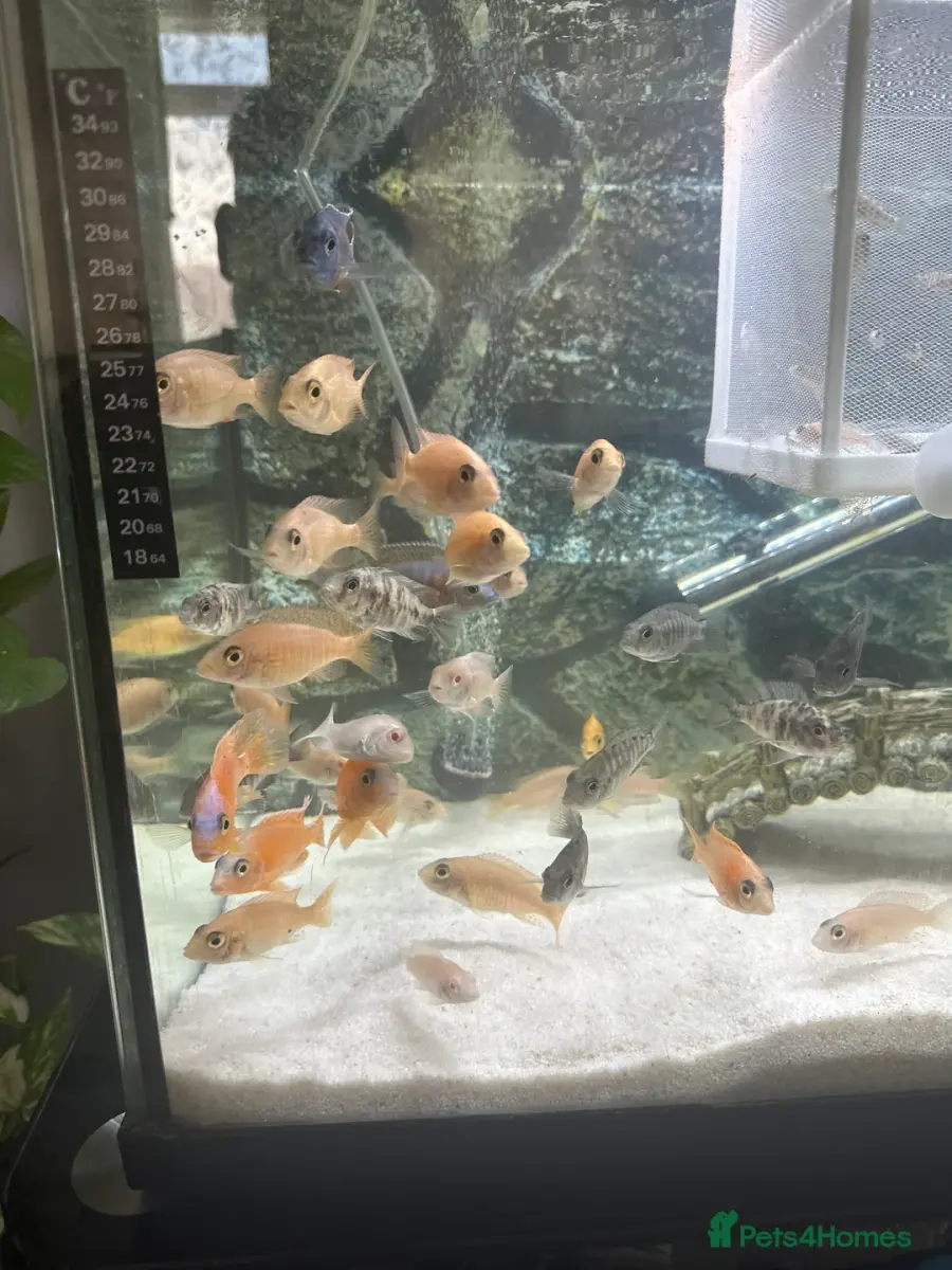 Malawai cichlids
