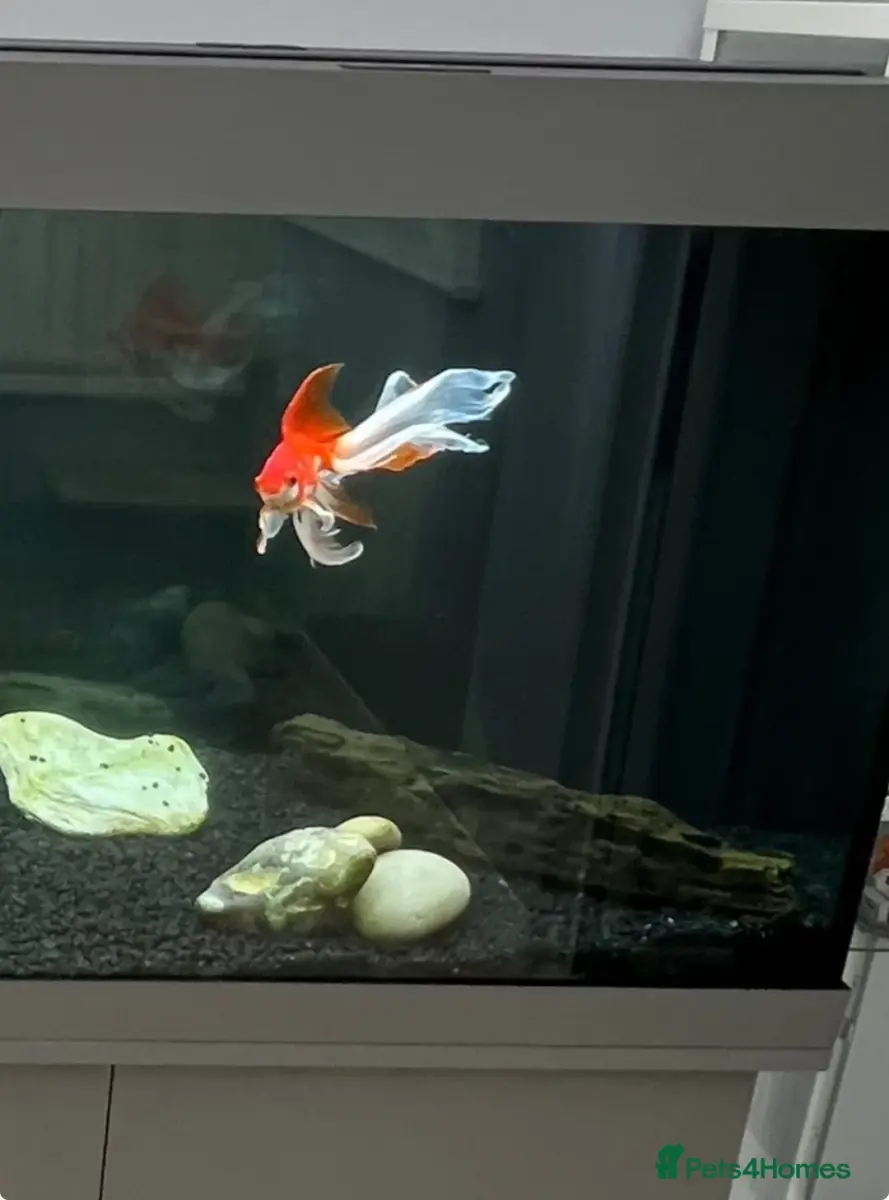 Fancy Goldfish for Sale