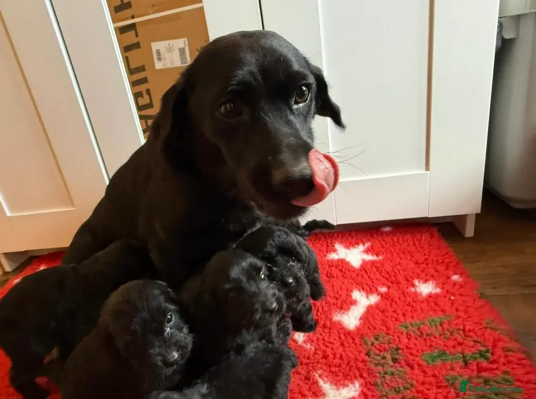 F1 labradoodle puppy’s