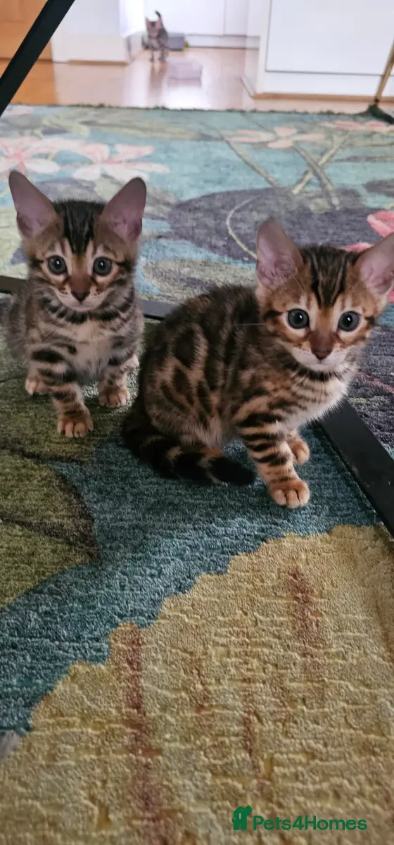 Elite Bengal kittens