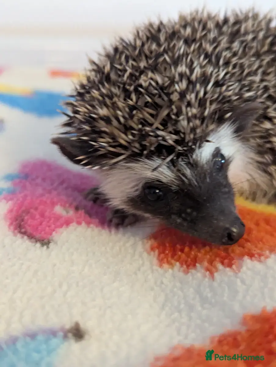Beautiful Hoglets