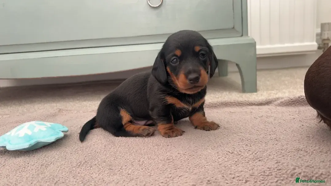 Miniature dachshund