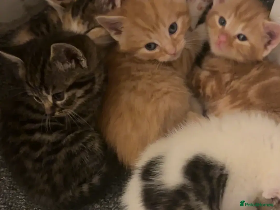 5 beautiful kittens 4 boys and 1 girl