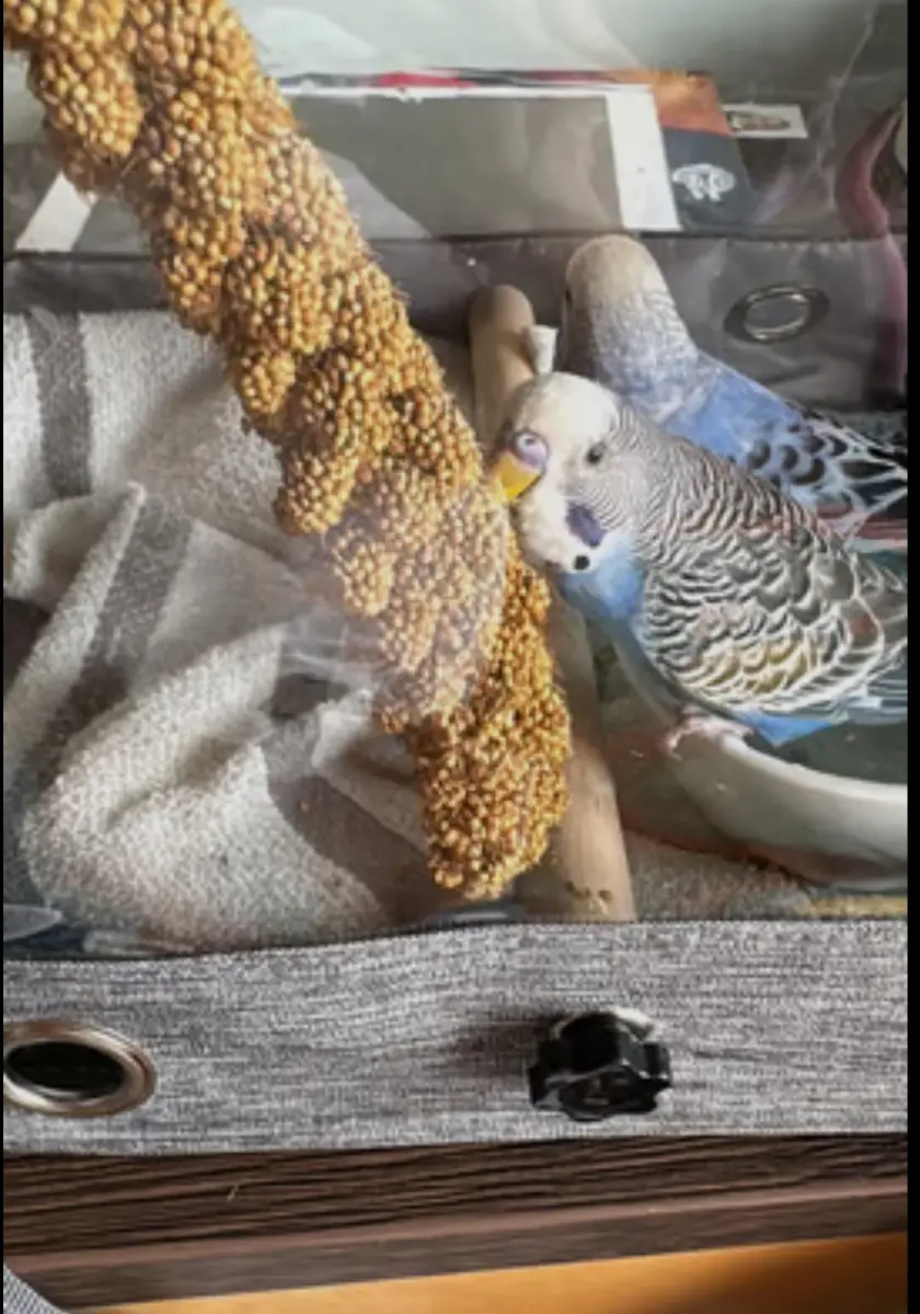 Two beautiful budgies