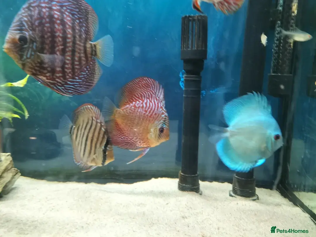 Beautiful Discus fish