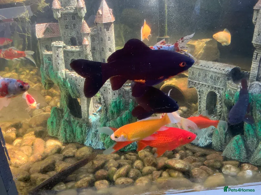 Pond fish