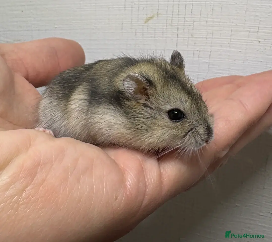 Baby dwarf hamsters ready now
