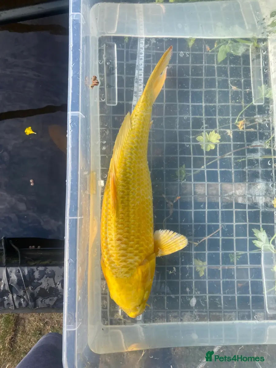 Koi carp