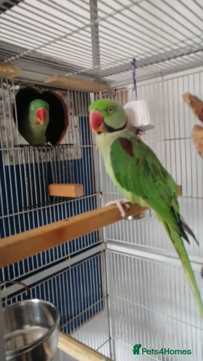 Bonded Alexandrine Parrots + Equipment