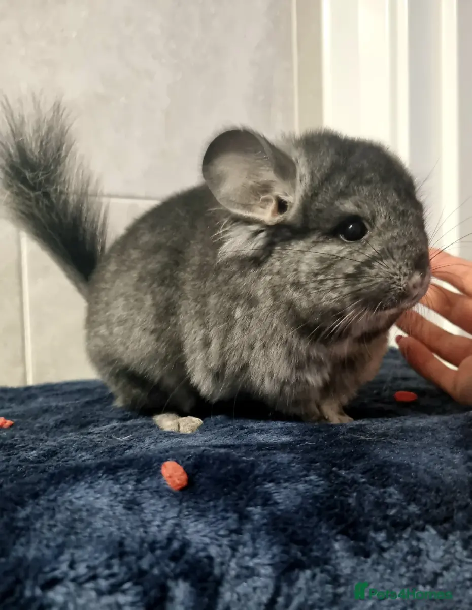 Medium Ebony Angora male chinchilla kit