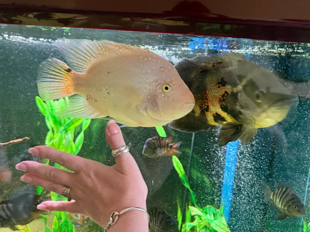 Beautiful Oscar & Red Terror Cichlids 8-9inches