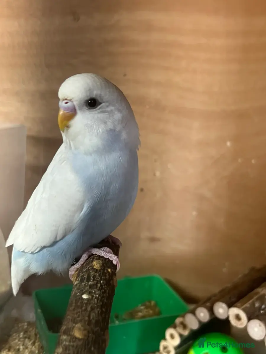 Two Budgie Hen Chicks Ready Soon
