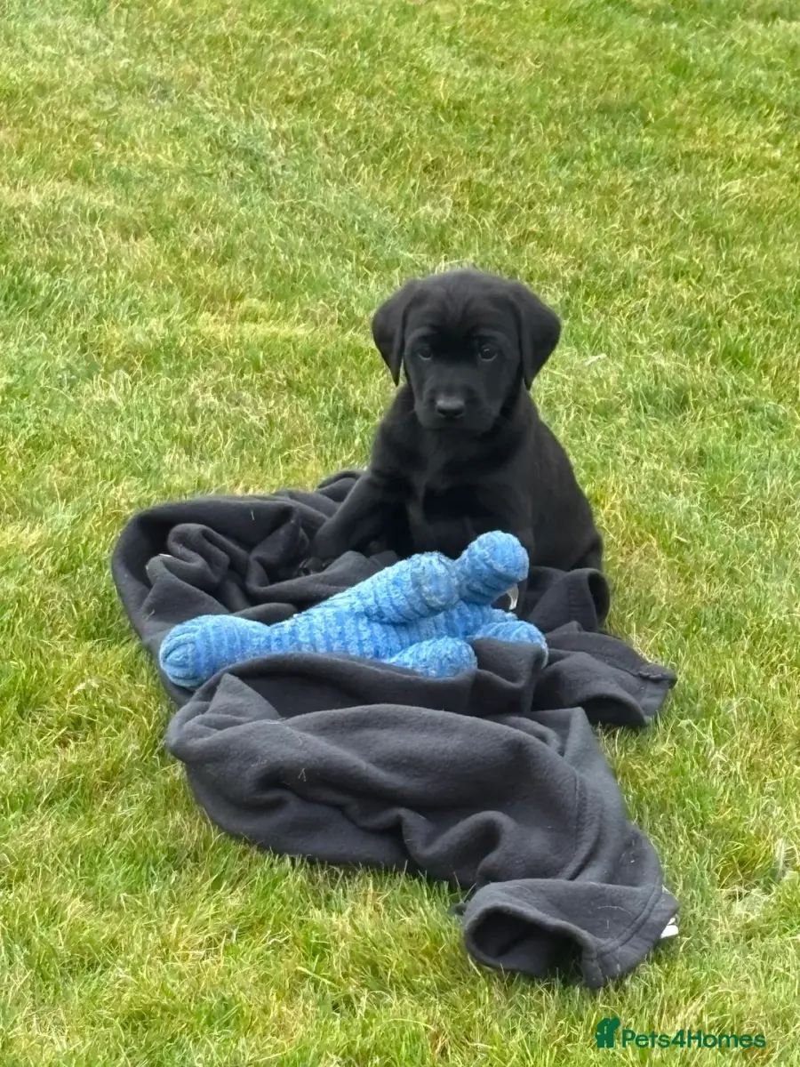 Beautiful Black Labrador Puppies KC Registered