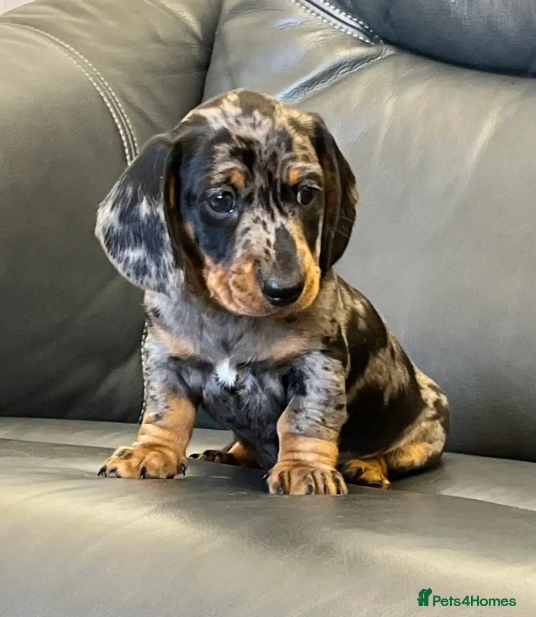 Beautiful miniature dachshund puppies