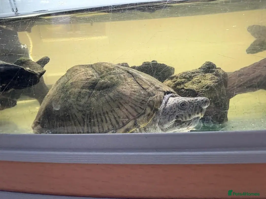 Razor Backed Musk Turtle