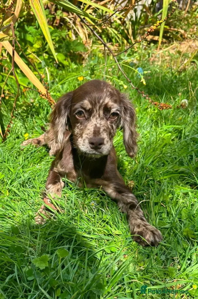 Cocker spaniel puppies